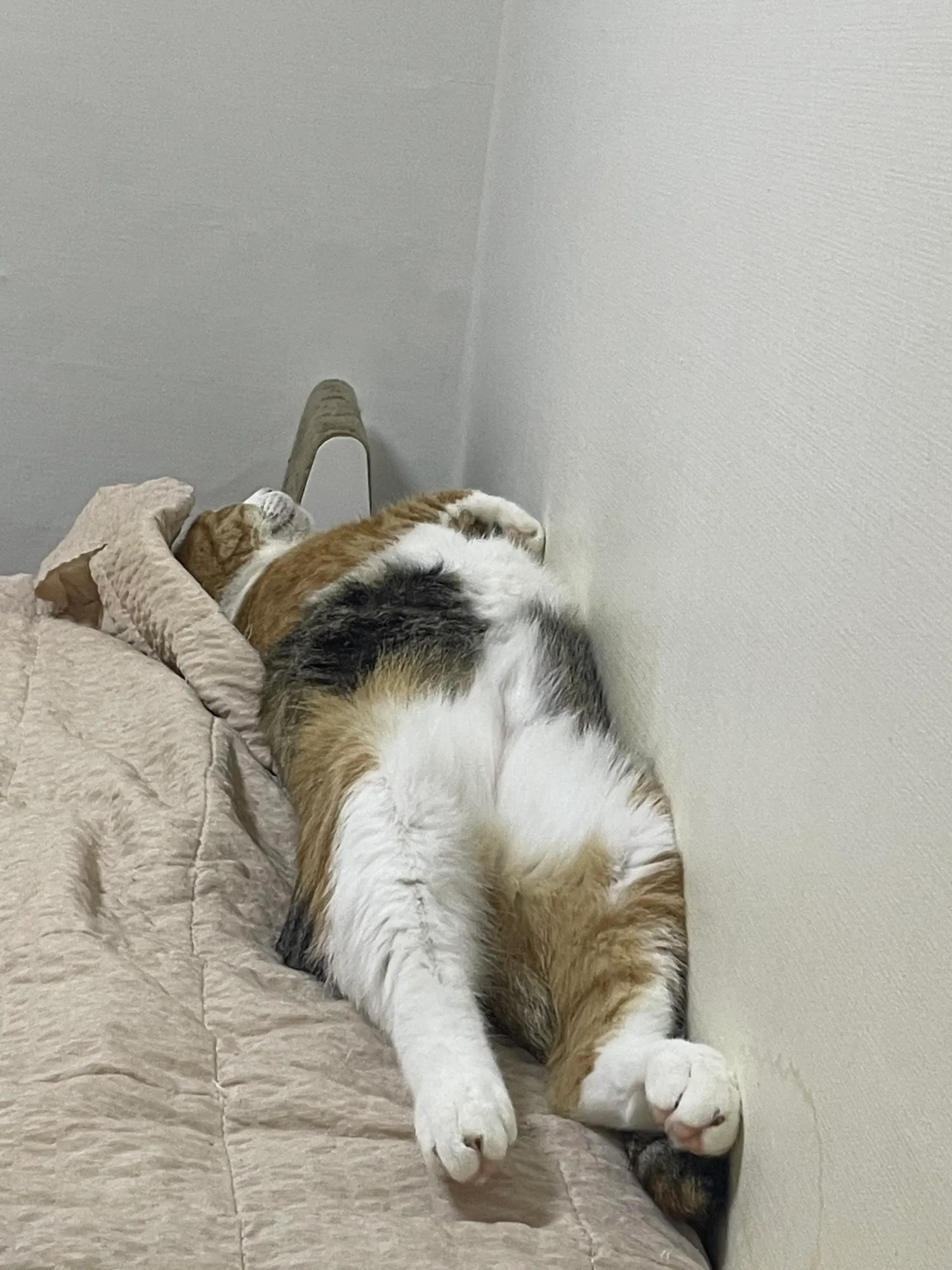 고양이자랑