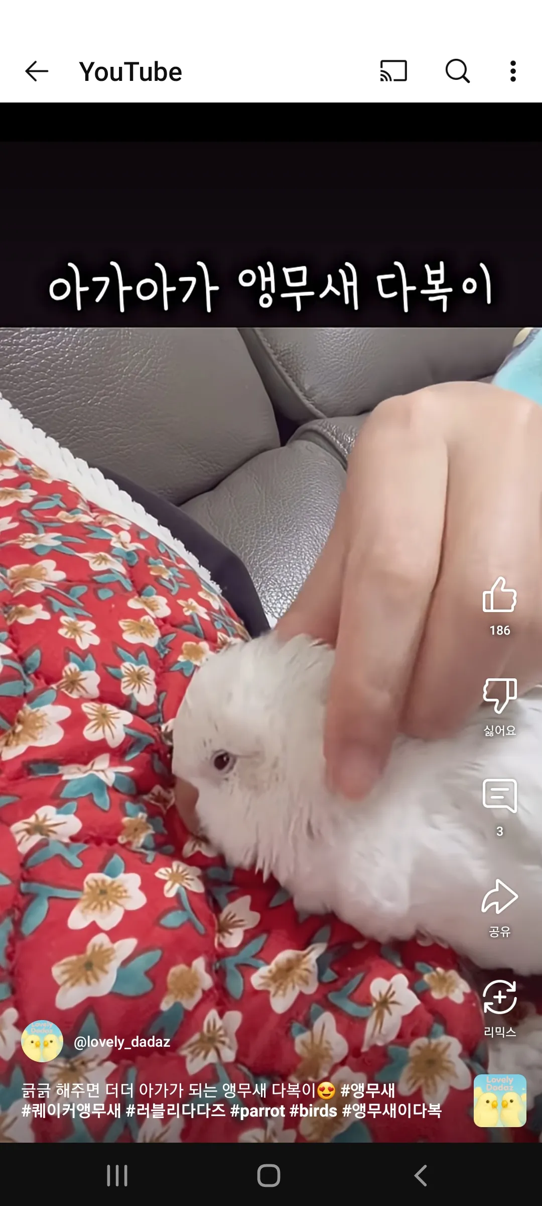 버블알바 퀸보다 좀 귀여운 거 같아요 댓글 2