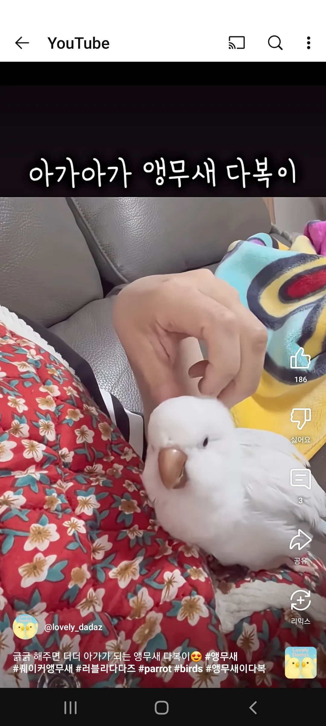 무새 찾아노쿠우 댓글