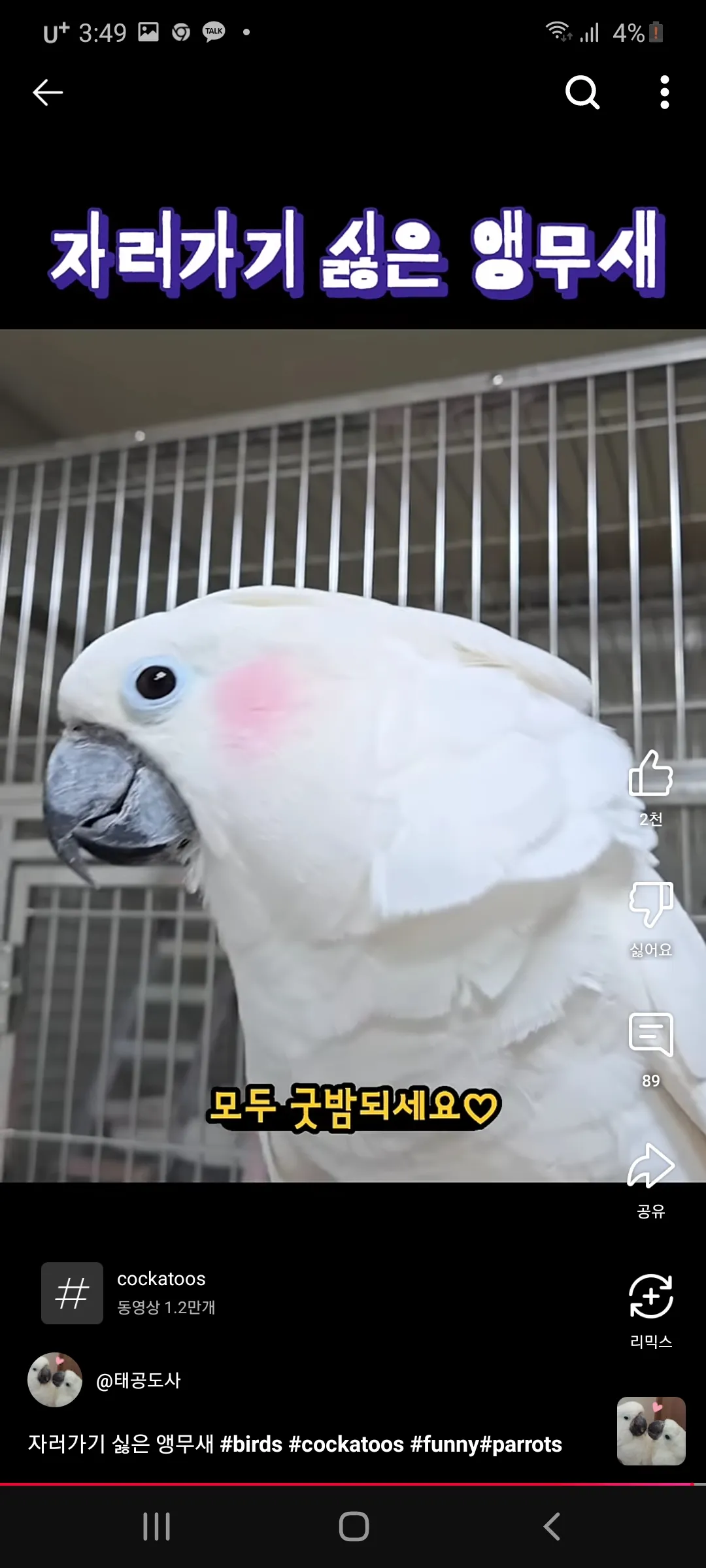무새 찾아노쿠우 댓글 5