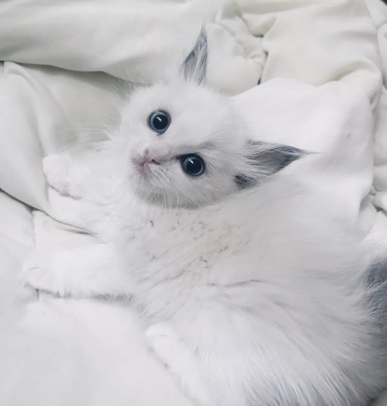 렉돌 성장과정