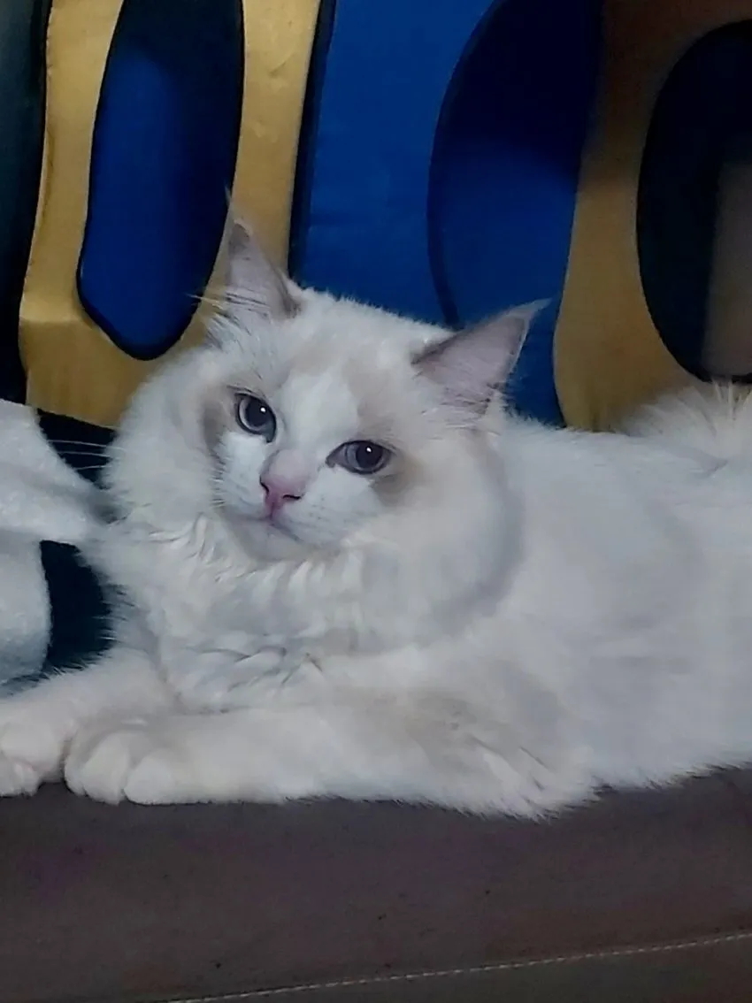 렉돌 성장과정3
