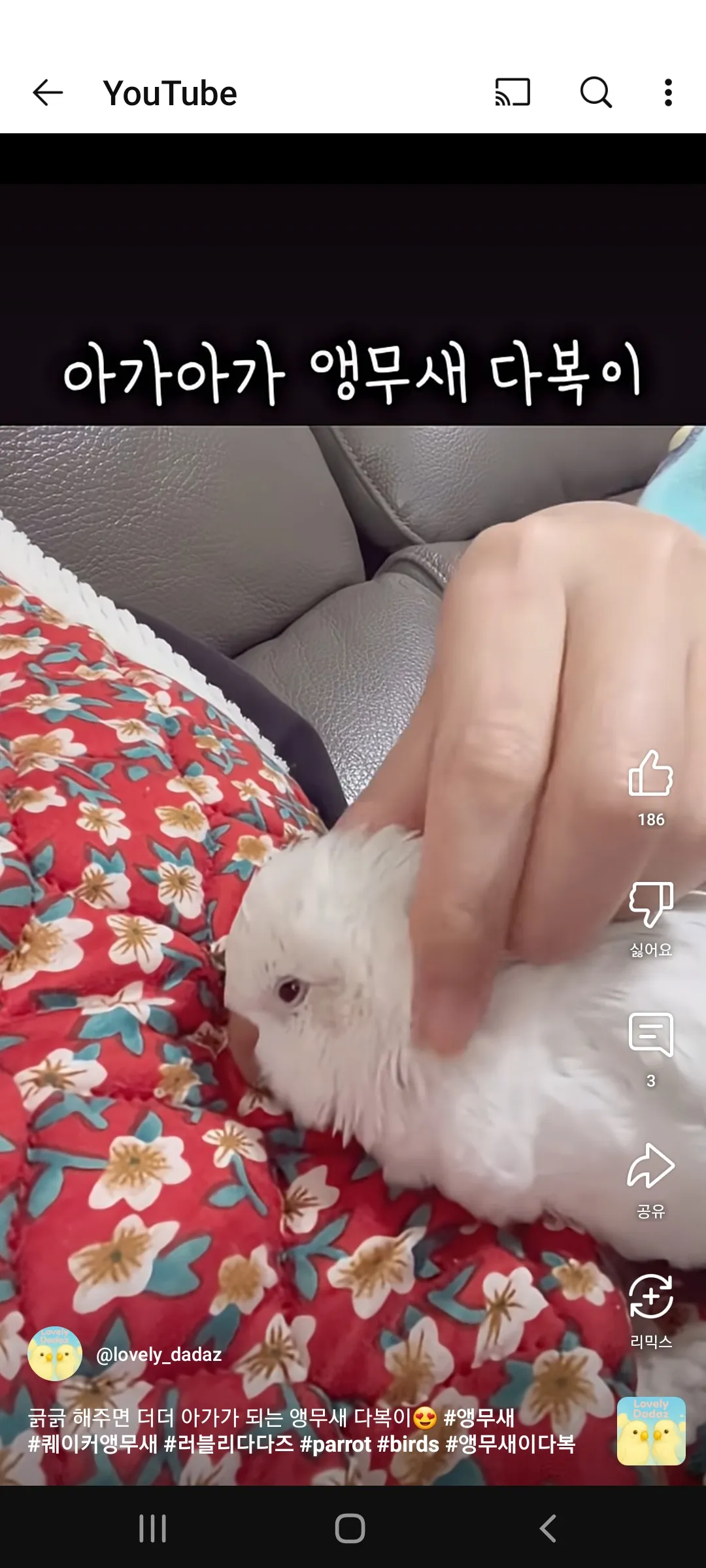 무새 찌킨 먹고싶어 댓글 2