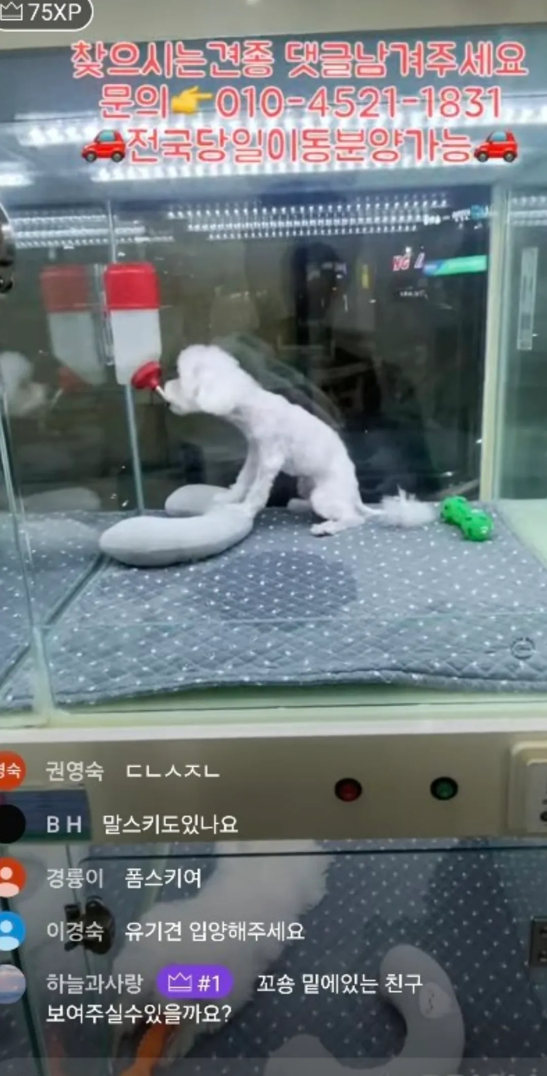 강아지키우면 돈많이드나요? 풀출러인데2