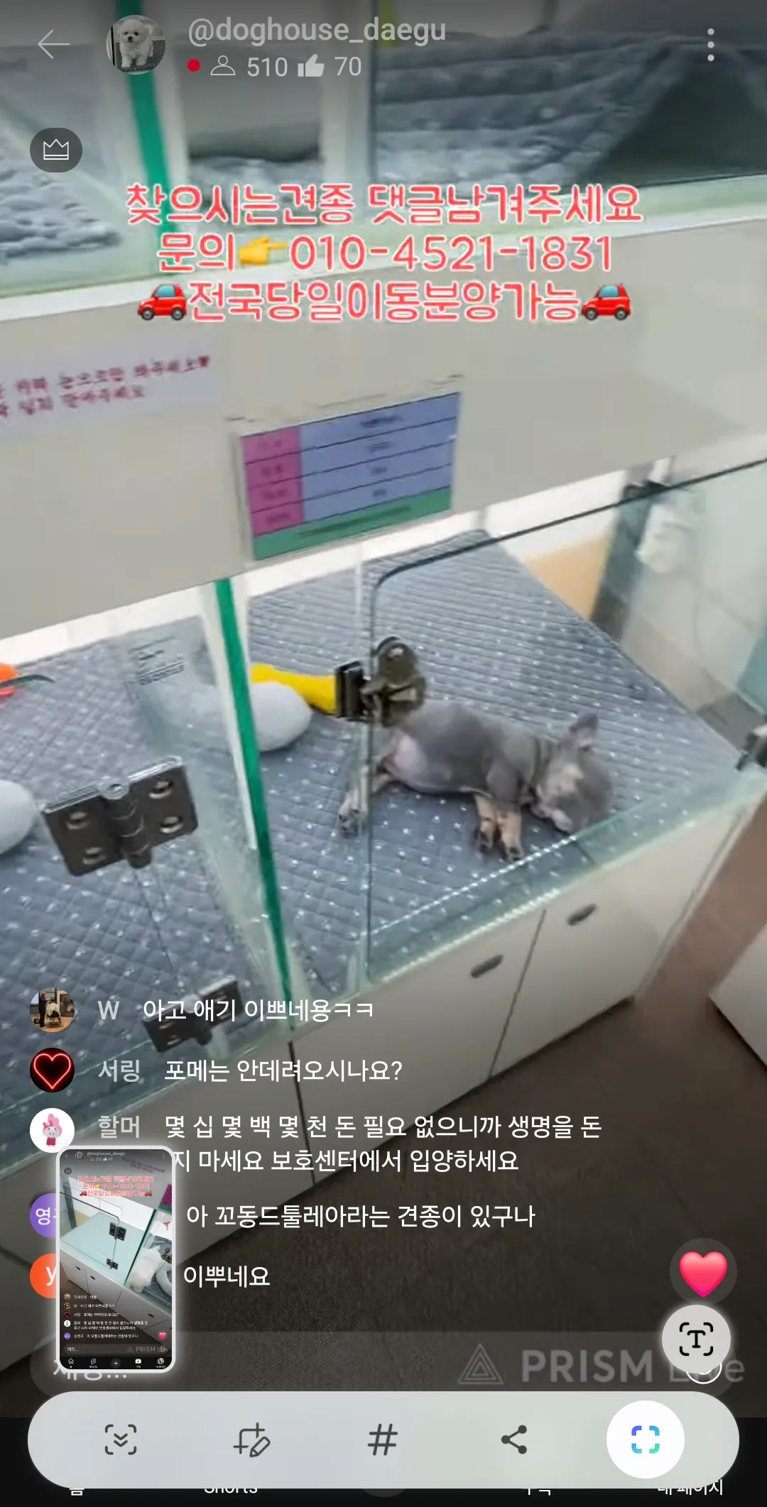 강아지데려오면 돈많이들겟져 월세집인데