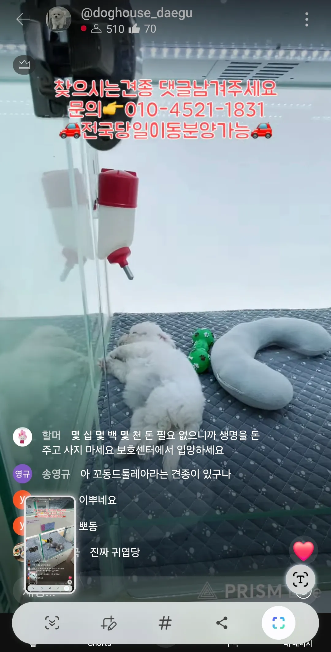 강아지데려오면 돈많이들겟져 월세집인데2