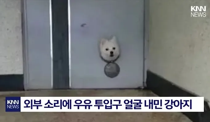 심부볼은 실리프팅밖에 답 없어요? 사진있음