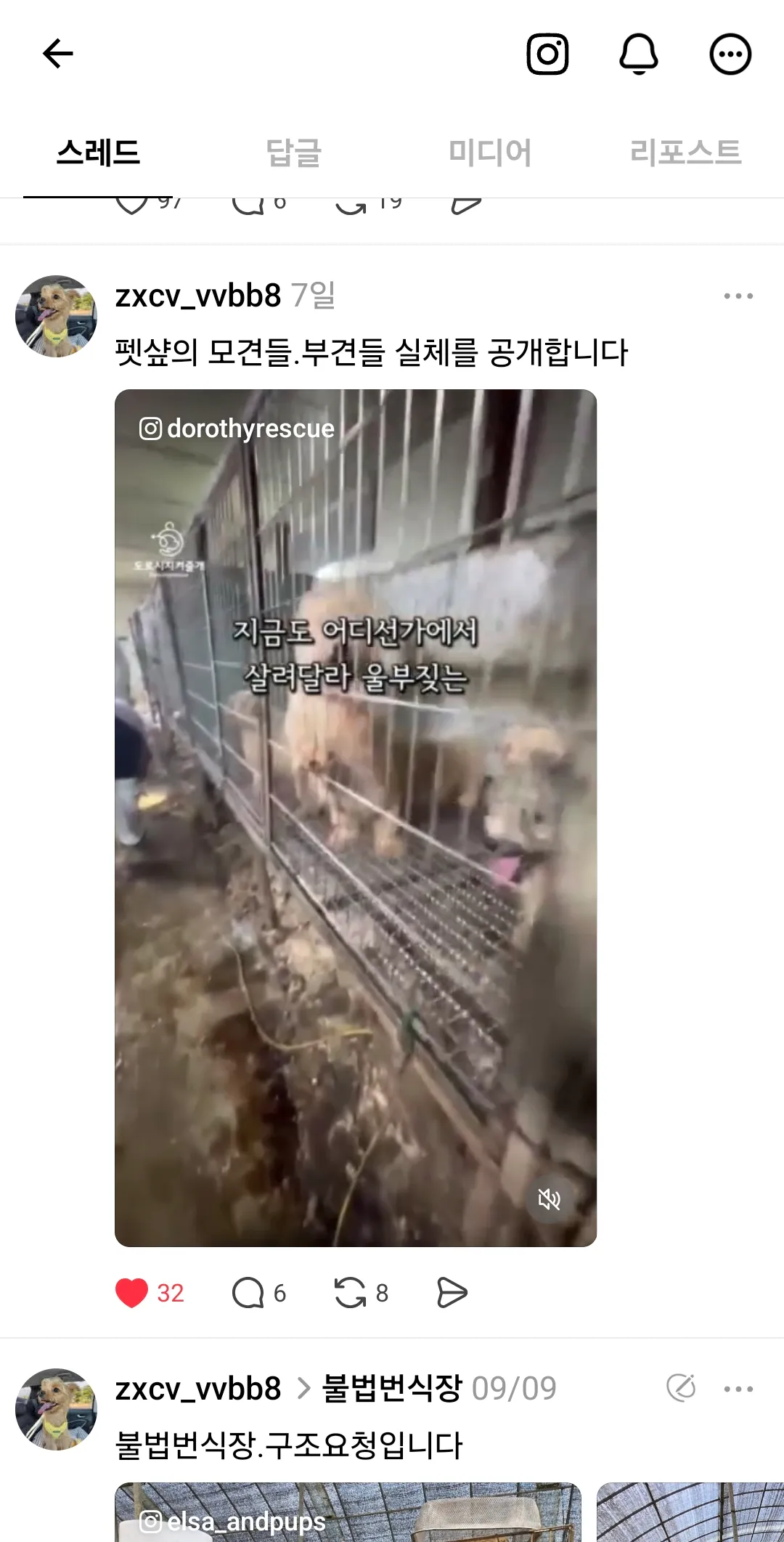 펫샵에 진열된강아지 부모들 다이렇나요.....?