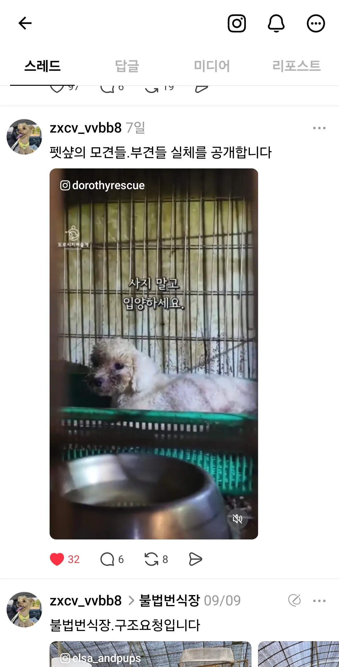 펫샵에 진열된강아지 부모들 다이렇나요.....?3