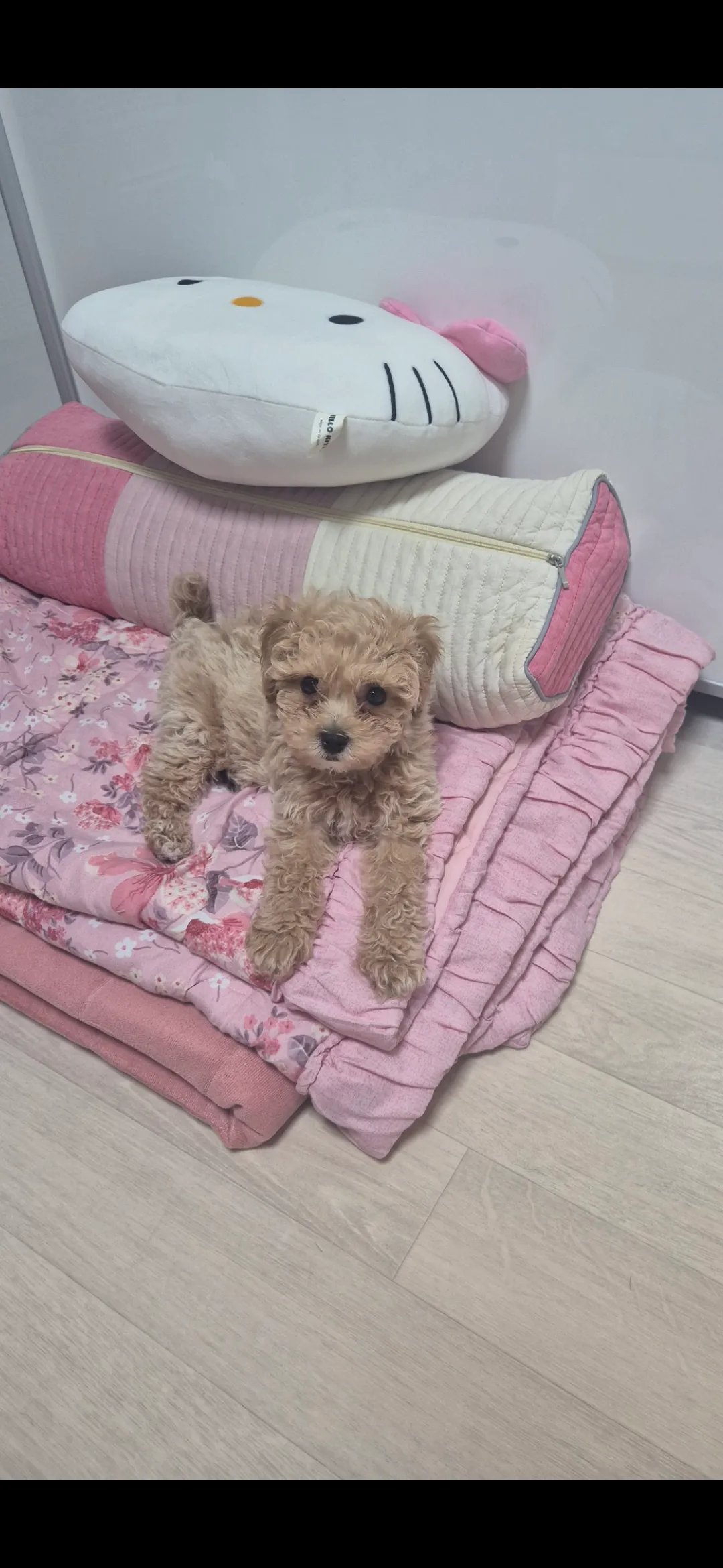 본가에 강아지놔두고 온게 파양인가욤?...