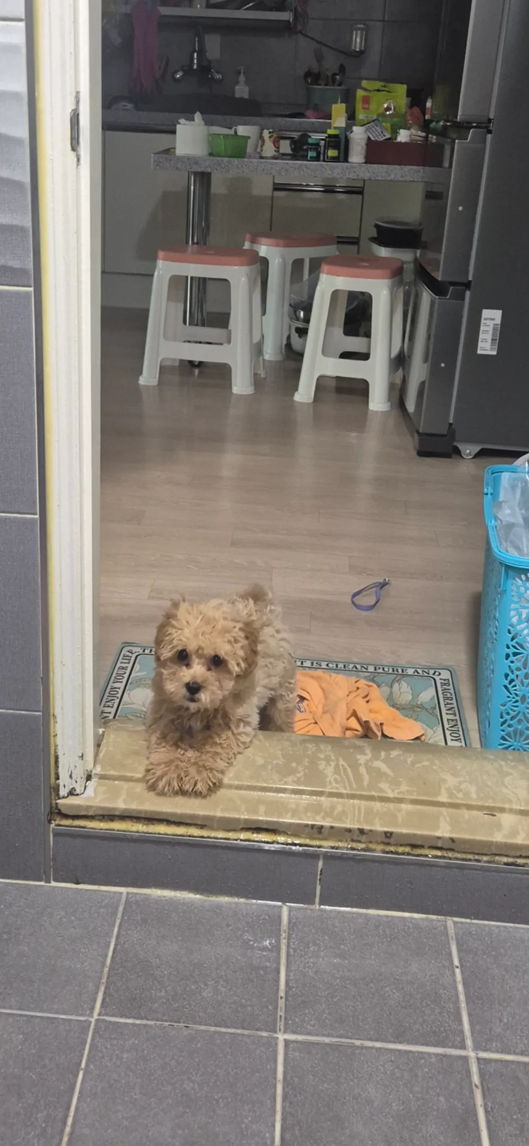 본가에 강아지놔두고 온게 파양인가욤?...2