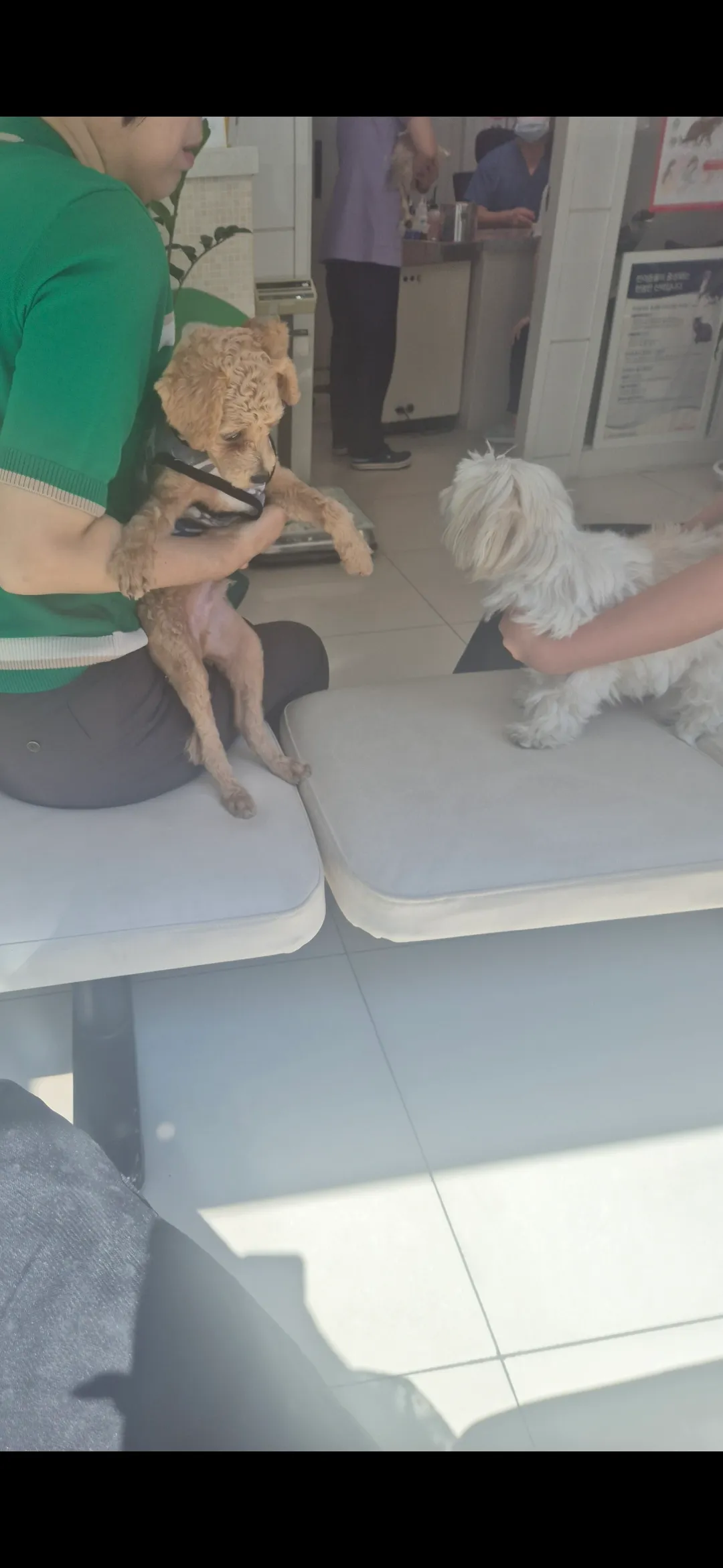 본가에 강아지놔두고 온게 파양인가욤?...3