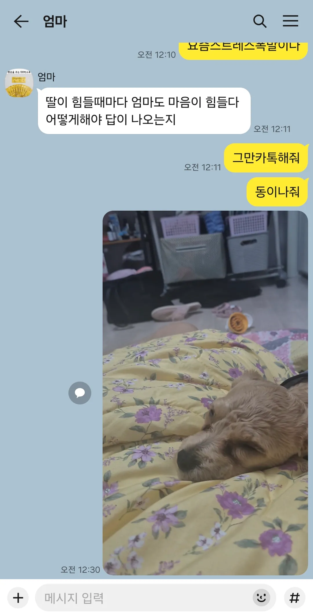저 본가에 우리강아지 다시 데려오고싶은데요