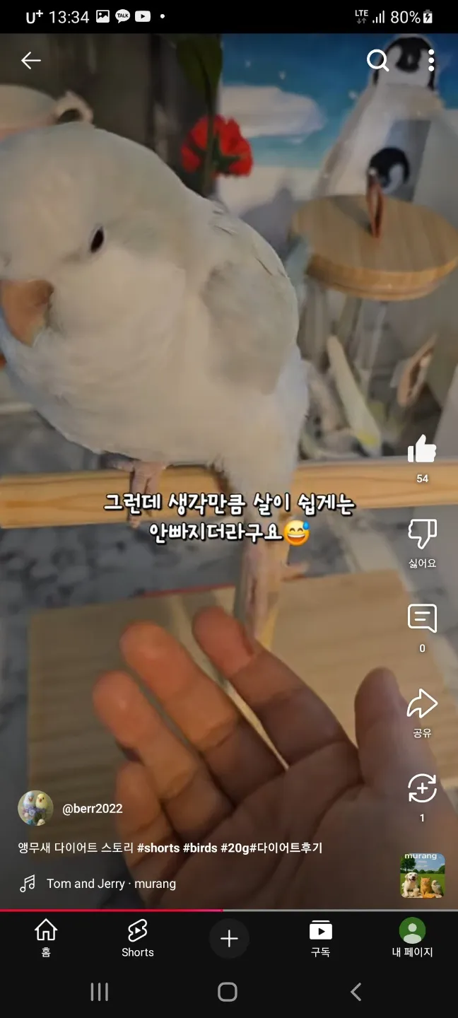 날지못해 슬픈 무새3