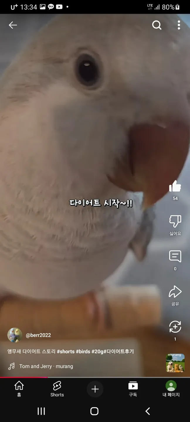 날지못해 슬픈 무새4