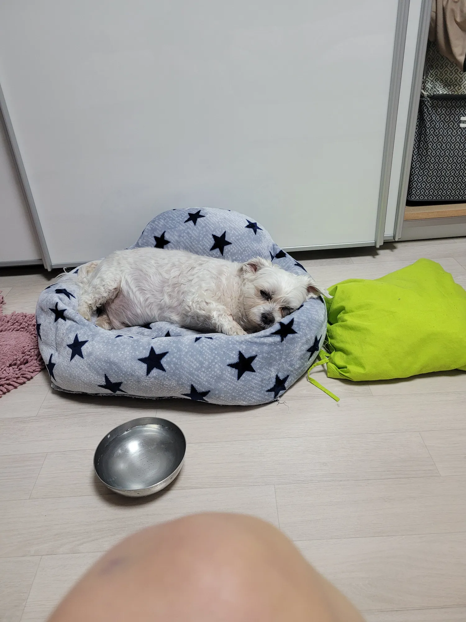 강아지혼자키우면돈많이들겟죠.... 댓글