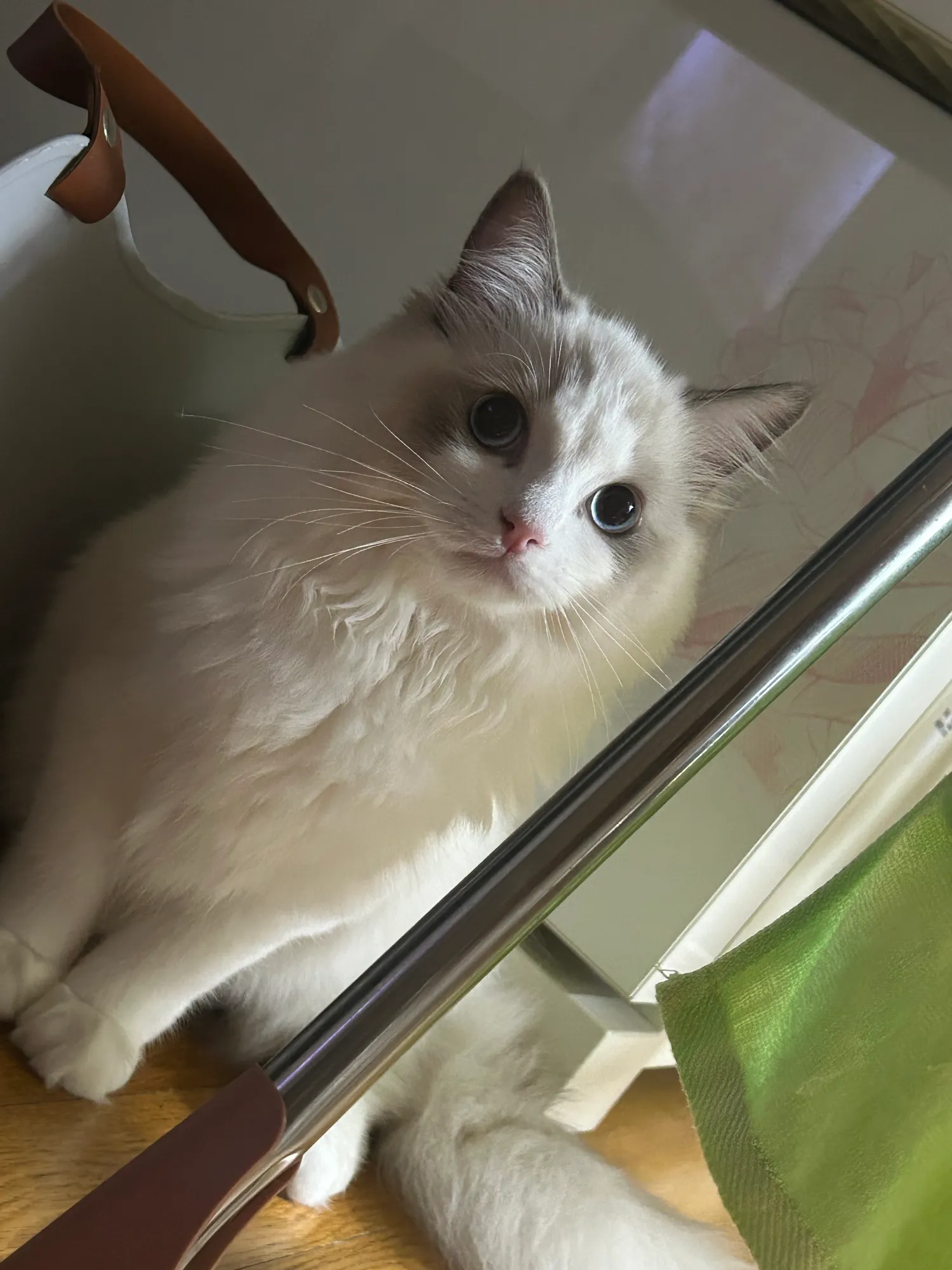 냥이 자랑좀  하께요