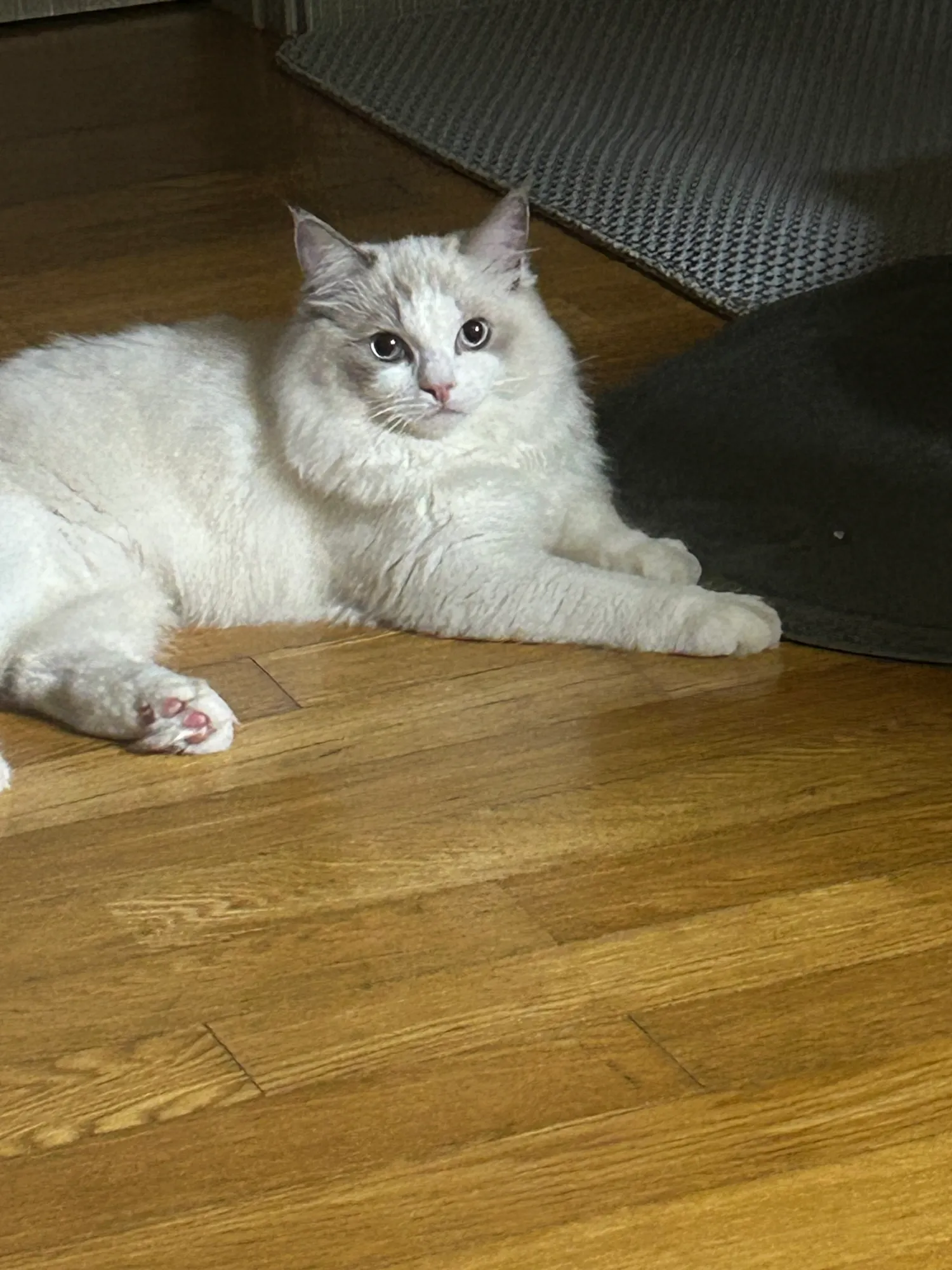 냥이 자랑좀  하께요2