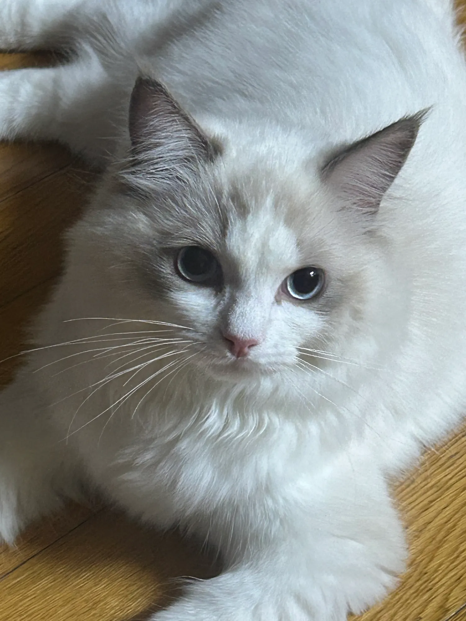 냥이 자랑좀  하께요3