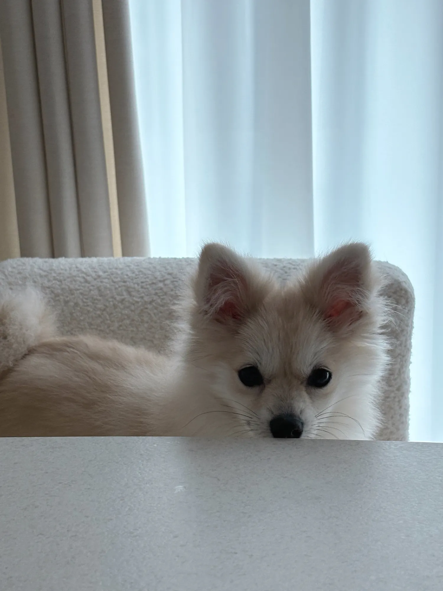 꿀잠 자고 일어난 우리 집 강쥐2