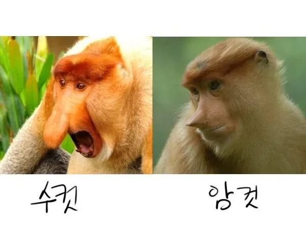 가게에 코주부원숭이 닮은애