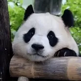 푸바오