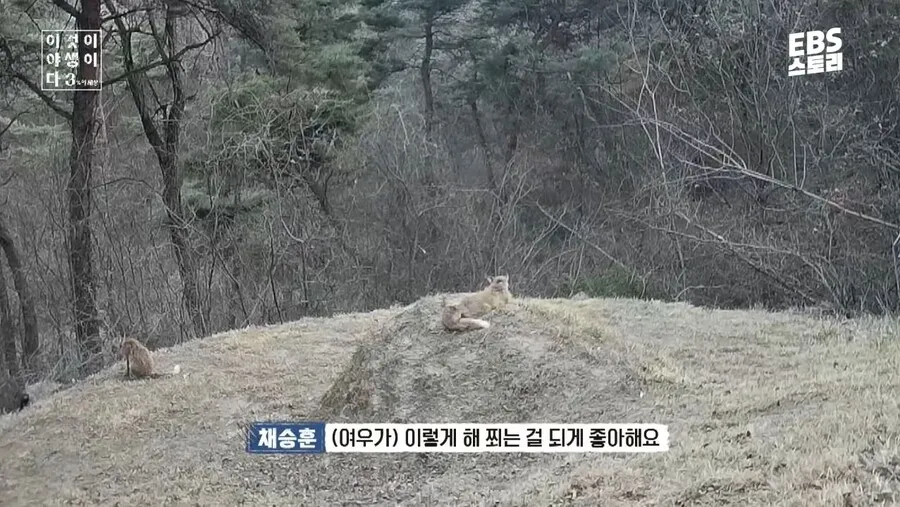 여우가 무덤에서 자주 발견된 이유