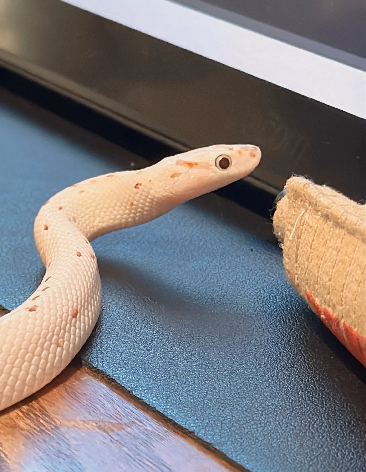 귀여운 뱀사진2