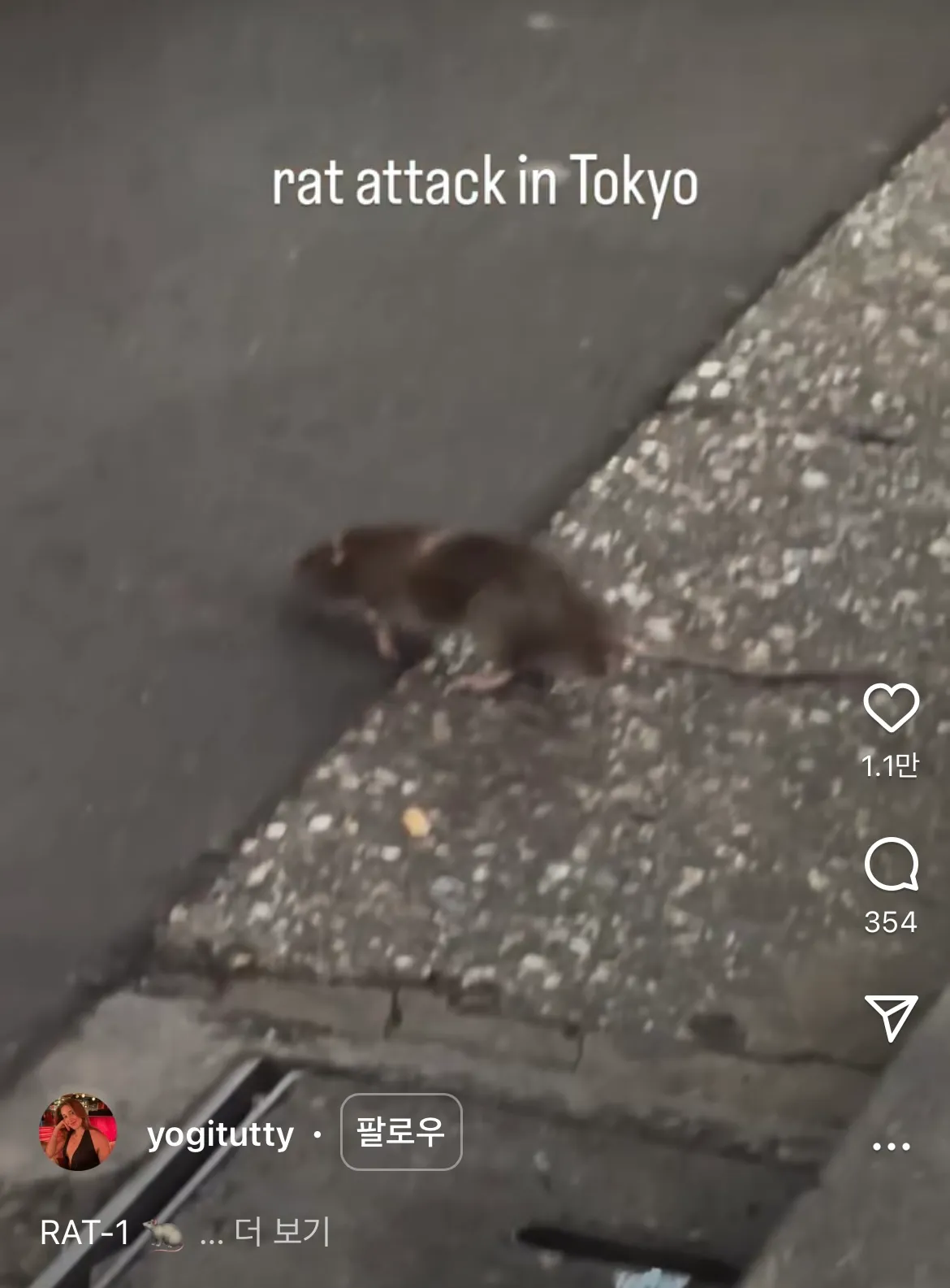 혐주의) 도쿄 신주쿠 걷다가 쥐한테 물린 관광객4