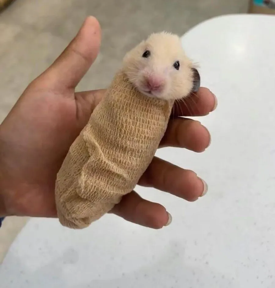 햄스터 ct스캔 하는법