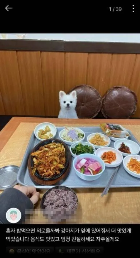 혼밥용 댕댕이