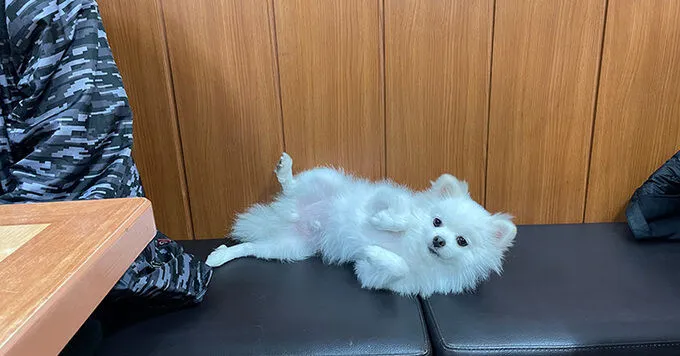 혼밥용 댕댕이2