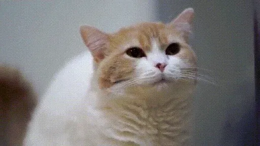 고양이가 진짜로 귀여울 때