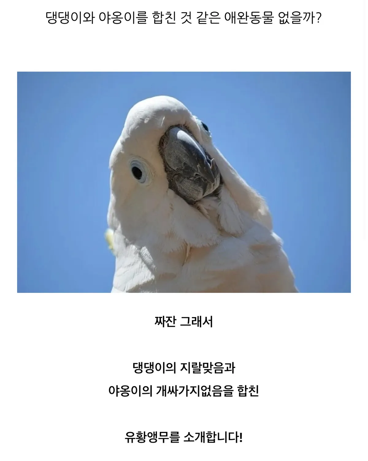 강아지와 고양이를 합친것 같은 애완동물은 없을까?