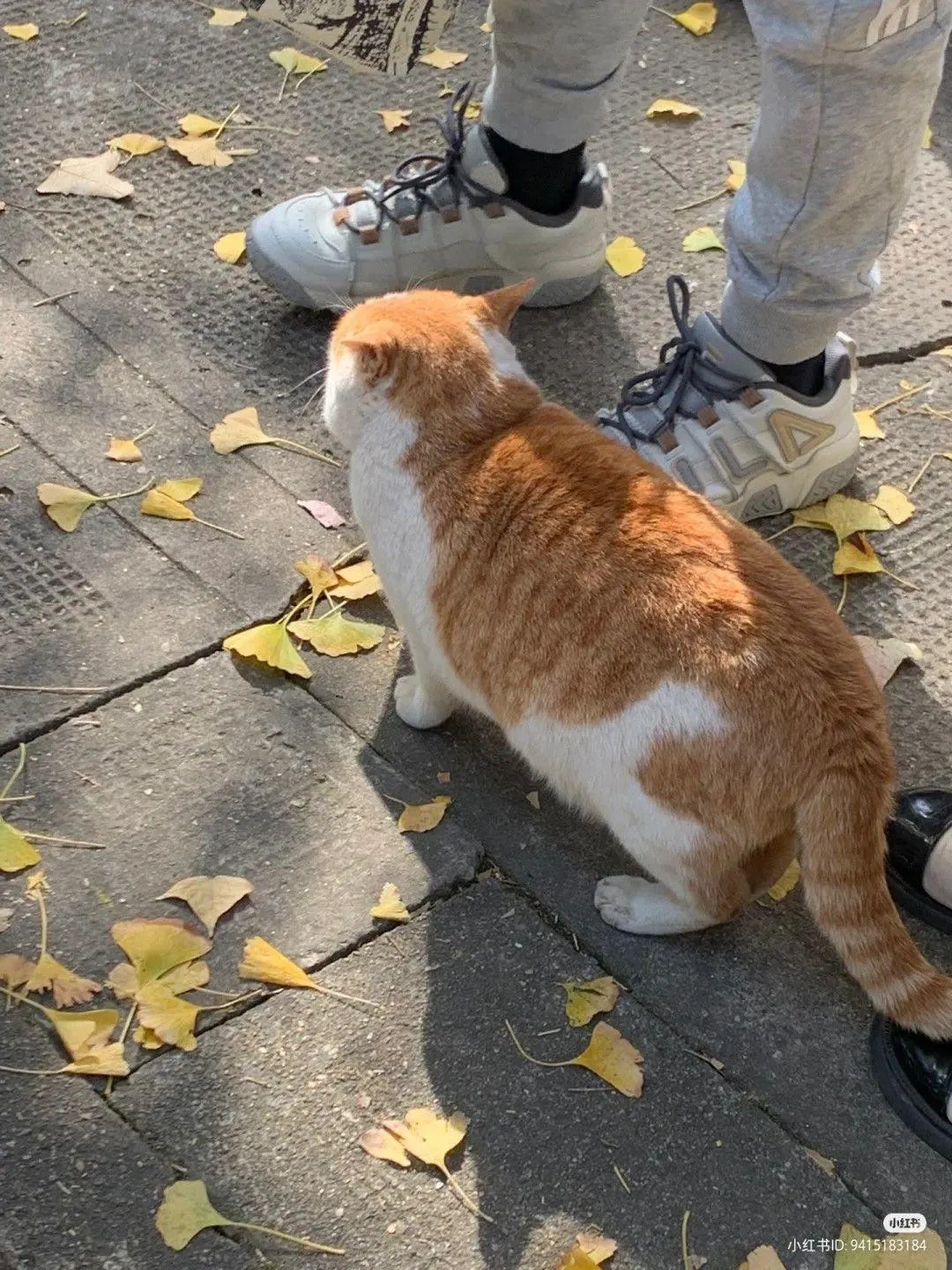 가?을을 만끽하는 고양이들6