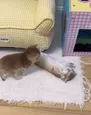 쥬것습니다 