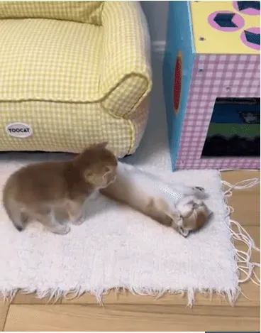 쥬것습니다 2