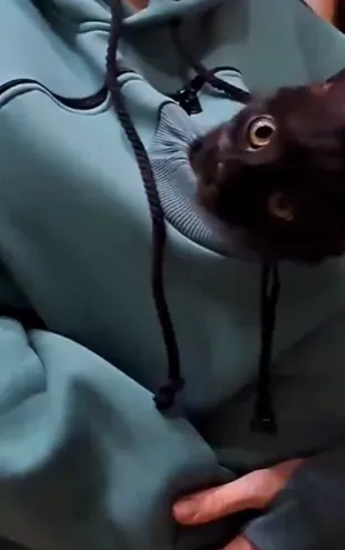 고양이 포대기 옷4