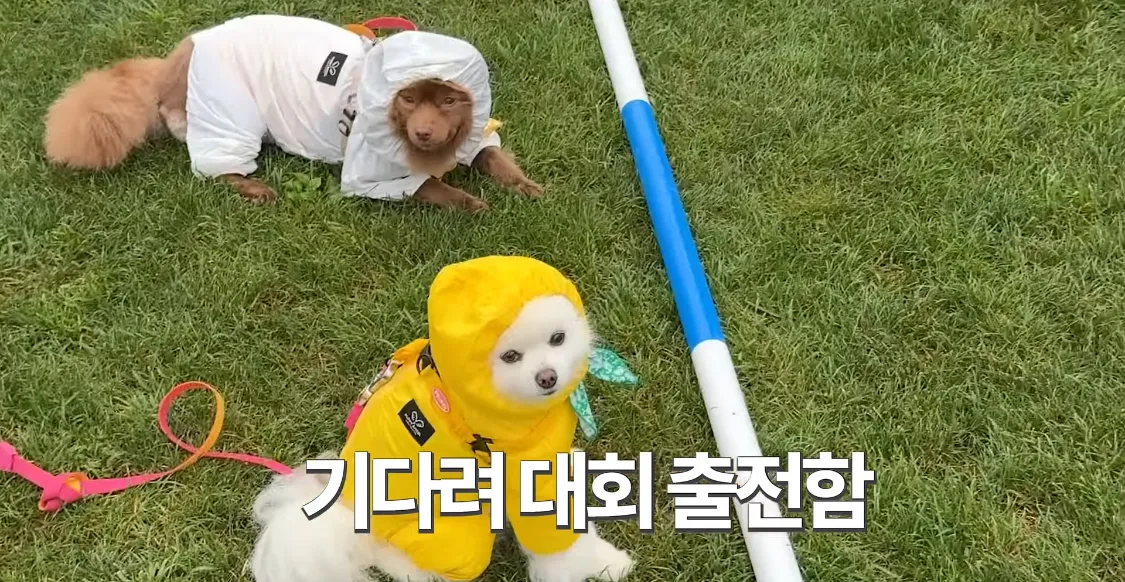 강아지 기다려 대회 나가서 남매가 나란히 1,2등 함