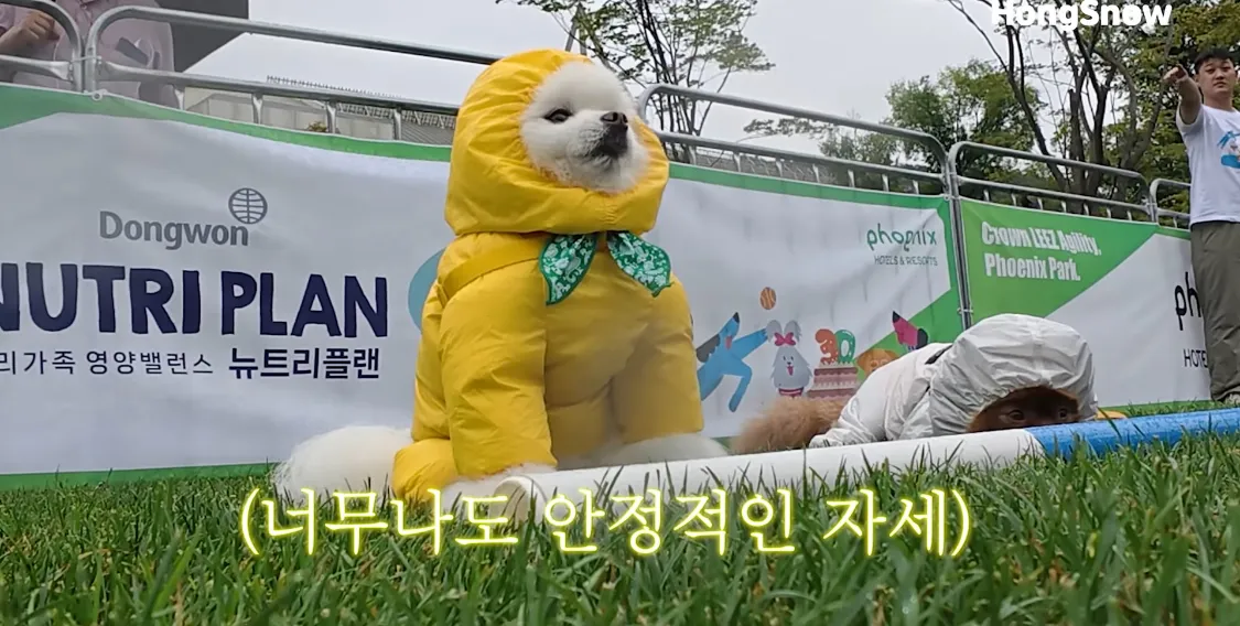 강아지 기다려 대회 나가서 남매가 나란히 1,2등 함2
