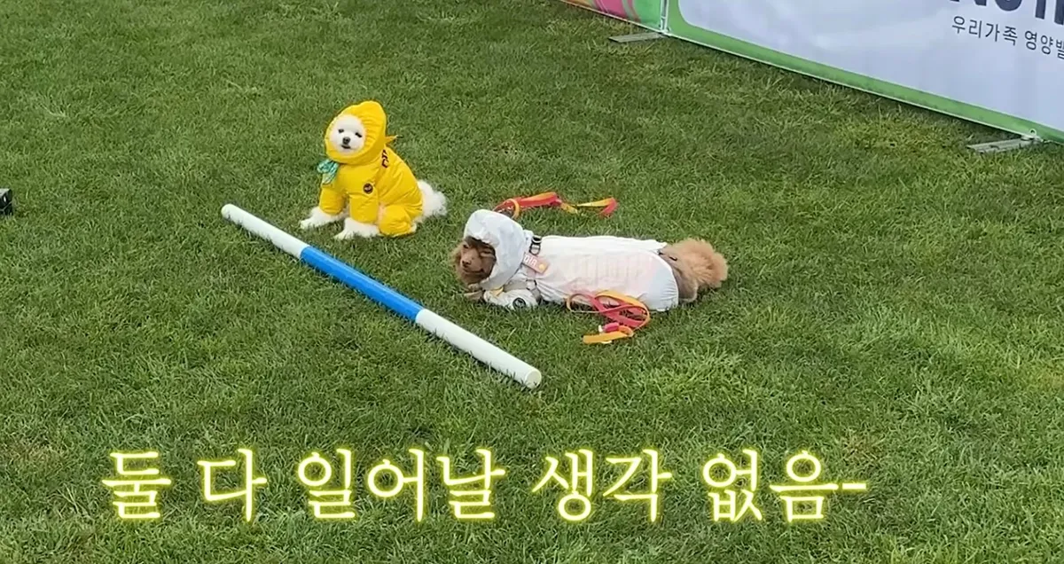 강아지 기다려 대회 나가서 남매가 나란히 1,2등 함3