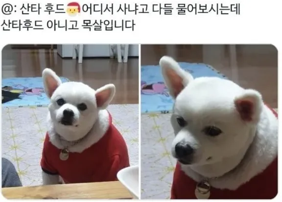 아지 산타 후드 예쁜데 어디서 사셨나요ㅠㅠ