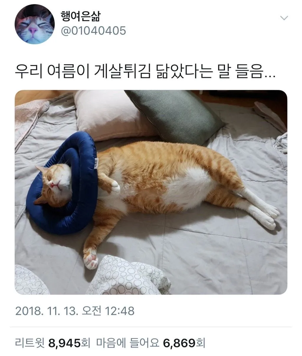 우리 고양이가 게살튀김 닮았다는 말 들었어