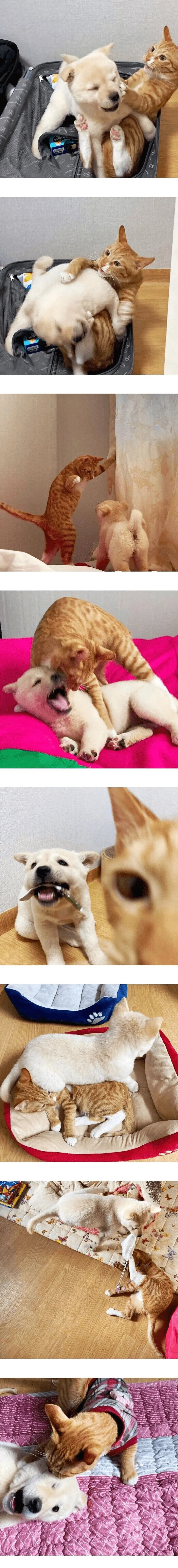 고양이 키우는 집에 입양 된 강아지