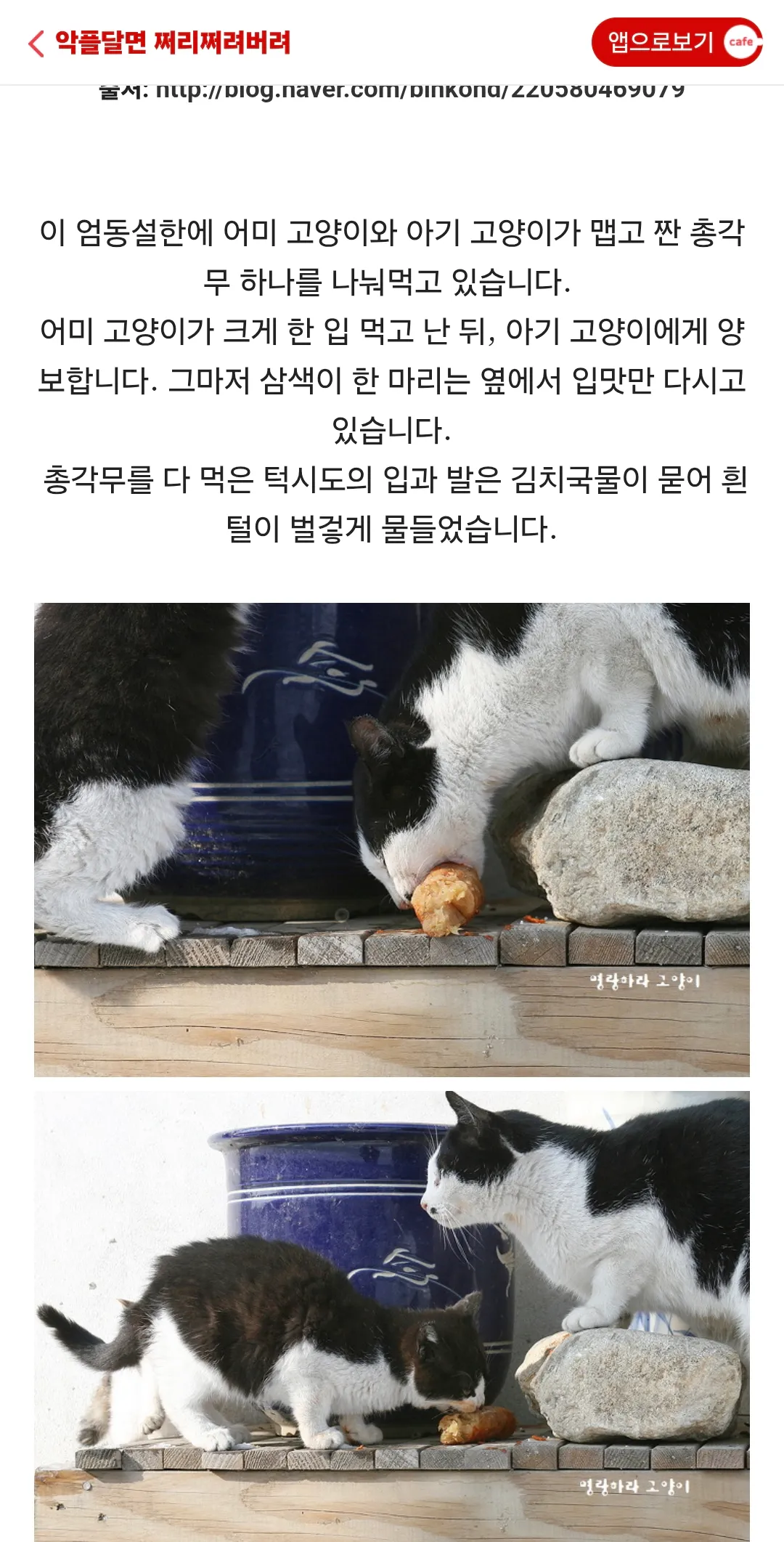 고달픈 길고양이들...