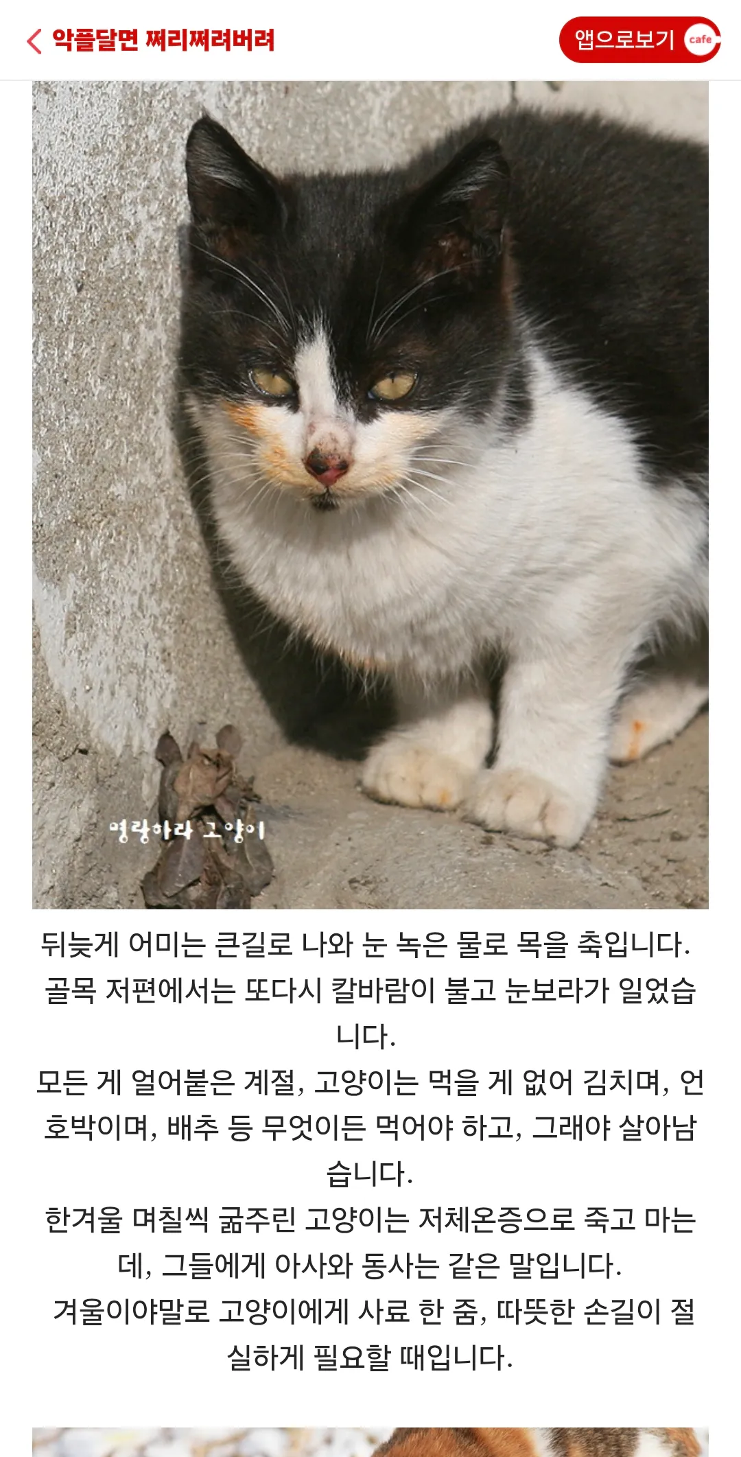 고달픈 길고양이들...2