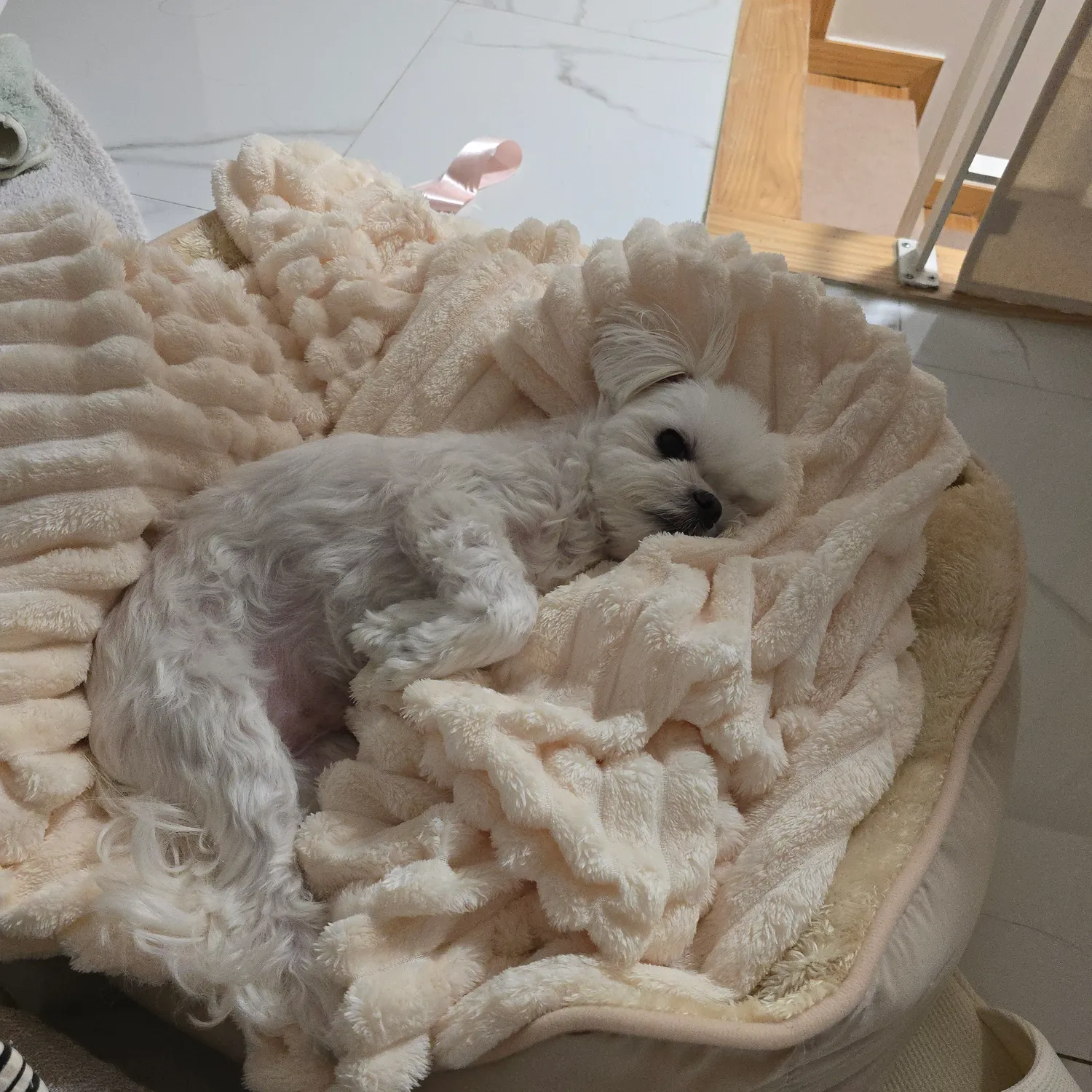 강쥐랑 살고싶다 댓글 3