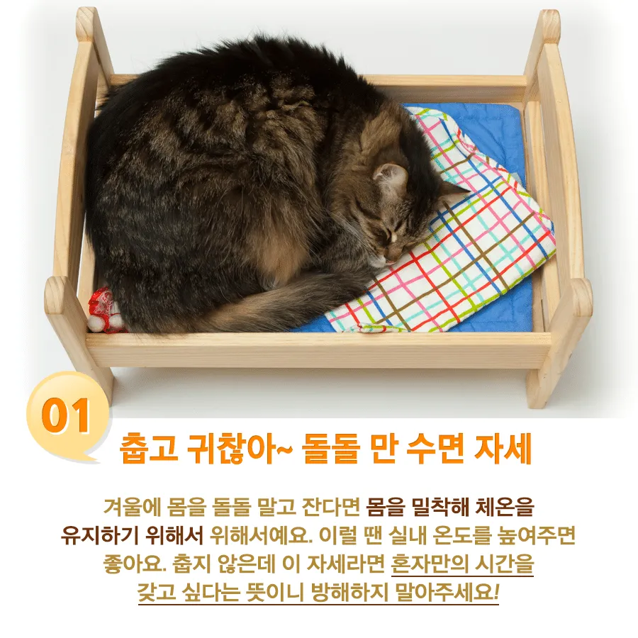 고양이 수면자세별 기분