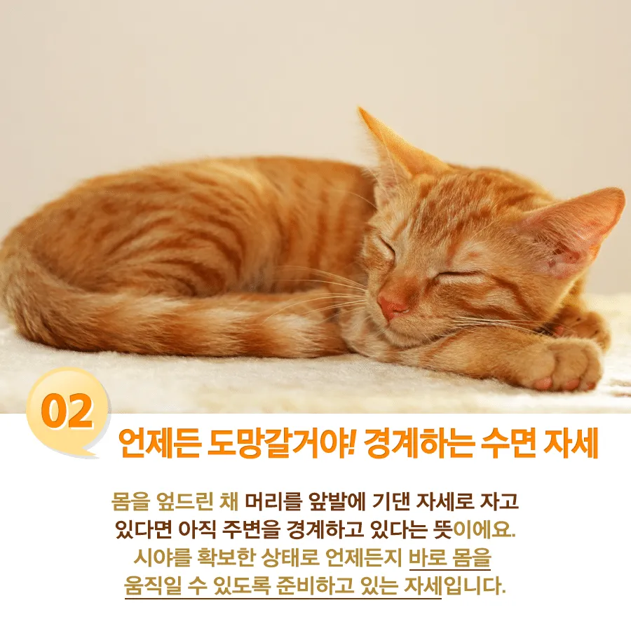 고양이 수면자세별 기분2