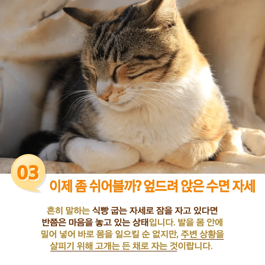 고양이 수면자세별 기분3